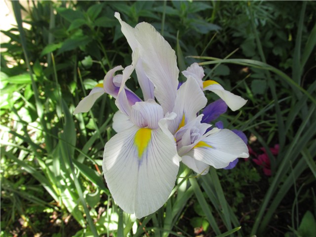 holandska perunika